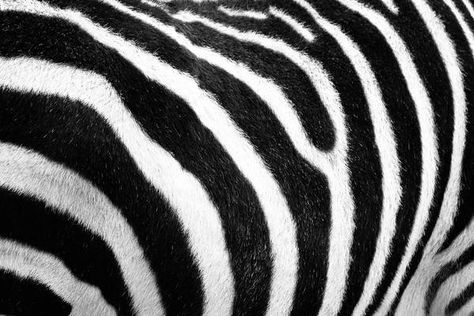 Zebra Skin Background Skin Background, Zebra Skin, Animal Fur, Paper Background, Texture Art, Natural Texture, Image Search, We Heart It, Lost