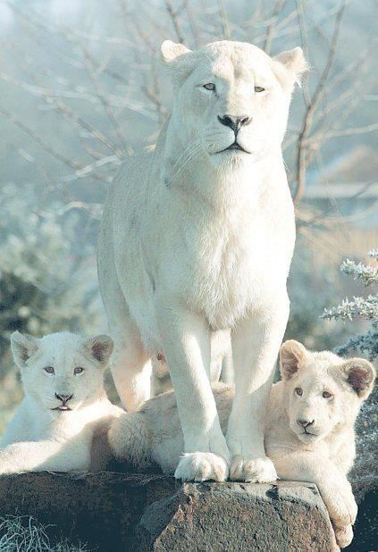 White Lions. You can see Over 3000 more animal pictures on my Facebook "Animals Are Awesome" page. animals, wildlife, pictures, nature, fish, birds, photography, cute, beautiful. Lion White, White Lions, Deadly Animals, Regnul Animal, Albino Animals, White Lion, Majestic Animals, Cheetahs, Here Kitty Kitty