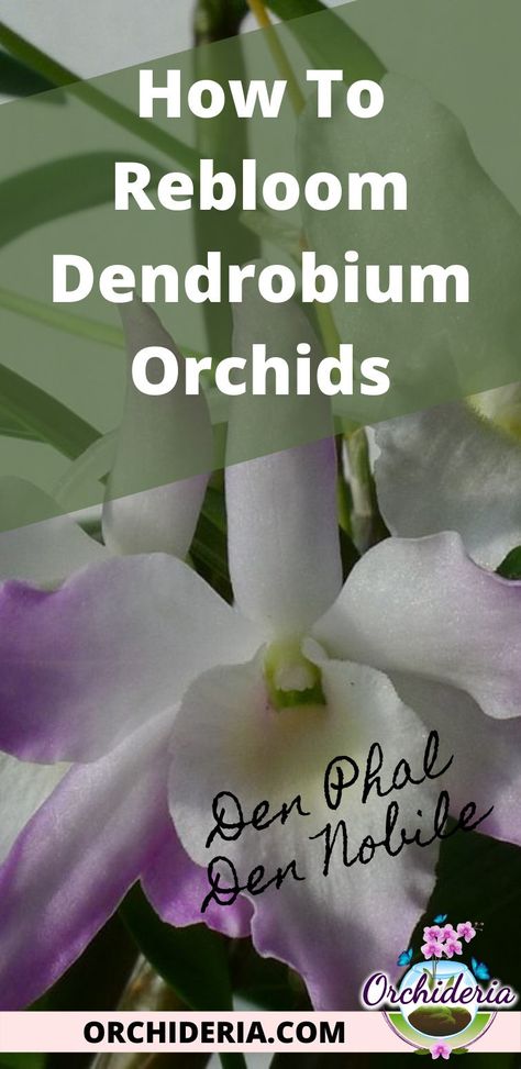 A Dendrobium Nobile will rebloom yearly when a reduction of 20 to 30% in water has occurred, temperatures have dropped to 55° F or 13° C during fall and winter, and when potassium levels are increased. A Dendrobium Phalaenopsis will rebloom up to three times a year when watering is slightly decreased during fall and winter, but all other conditions remain the same. Read the full article at: https://orchideria.com/how-to-rebloom-a-dendrobium-orchid/ Orchid Rebloom, Dendrobium Nobile, Orchid Fertilizer, Dendrobium Orchid, Orchid Plant Care, Flower Structure, Houseplant Care, Orchid Garden, Orchid Plant