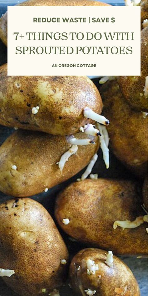 Can you still use sprouted potatoes? Yes! Are they still safe to eat? Yes! When you open a bag of potatoes and find they have sprouted, here are more than seven ideas you can do with them - and throwing them out isn't one! Reduce waste in your kitchen and save the money you've spent with one or more of these ideas. Savory Potatoes, Potato With Eyes, Sprouting Potatoes, Potato Barrel, Oregon Cottage, How To Store Potatoes, Potatoes Recipes, Frozen Potatoes, Growing Potatoes