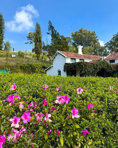 Postcards from Ooty & Coonoor 🌿🌻❤️ Let me know which one’s your favourite 😍✨ . . . #postcardplaces #hillstationsofindia #ooty #ootydiaries #ootytrip #ooty❤ #ootydays #coonoor #coonoordiaries #natgeoyourshot #natgeotravel #travelrealindia #travelphotography #travelawesome #hillstationofindia #indiapictures #indiatravelgram #shotoniphone #shotoniphone15pro Ooty Nature Images, Ooty India Photography, Ooty Hill Station, Ooty Trip, India Photography, Ooty, Creative Instagram Photo Ideas, Hill Station, Nature Images