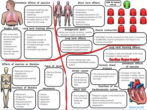 Revision posterPE Revision Gcse, Human Body Systems Projects, Body Systems Project, Gcse Pe, A Level Revision, Leaving Cert, Exam Revision, Physical Education Lessons, Gcse Revision