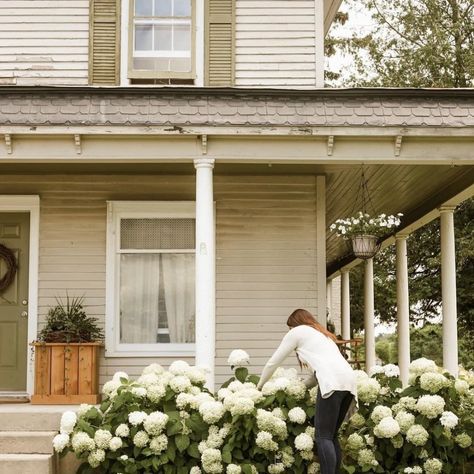 BrittaNickel Front Porch Landscape, Gorgeous Plants, Annabelle Hydrangea, Hydrangea Landscaping, Porch Landscaping, Farmhouse Landscaping, Front Landscaping, Front Steps, Farmhouse Garden