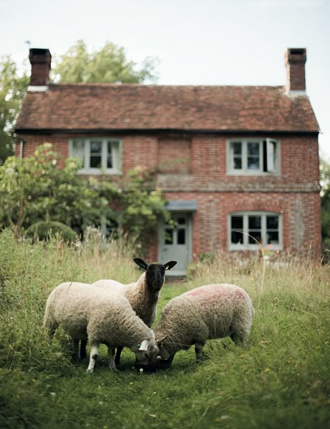 Walnuts Farm cottage sheep field country england Farm Cottage, Country Lifestyle, Sheep Farm, Sheep And Lamb, Oita, Farms Living, Down On The Farm, Country Charm, English Cottage