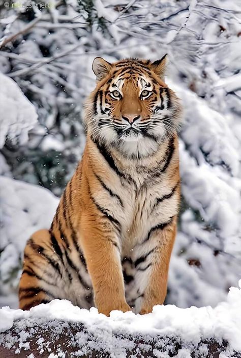 Tiger Fotografie, Tiger Photography, Big Cats Photography, Save The Tiger, Fierce Tiger, Amur Tiger, Tiger Jewelry, Wild Animals Photography, Cutee Animals