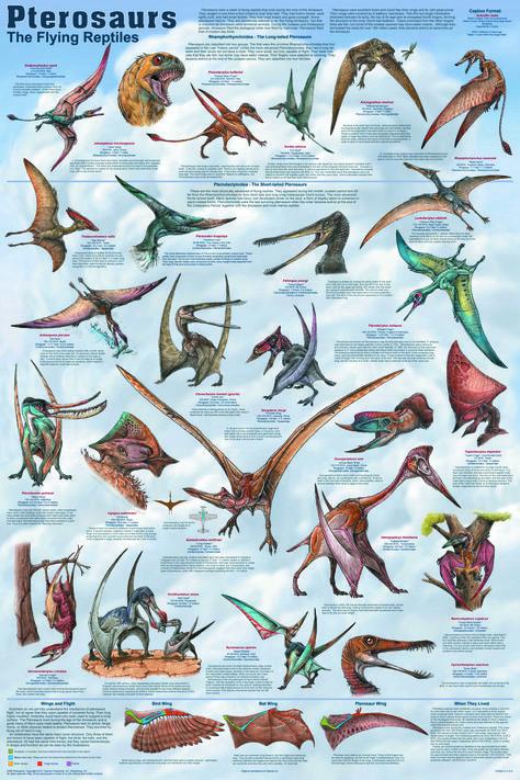 Pterosaurs Insult Like Shakespeare, Theatre Humor, Pop Art Colors, Dinosaur Posters, Dinosaur Room, School Displays, Educational Poster, Classroom Language, New Classroom