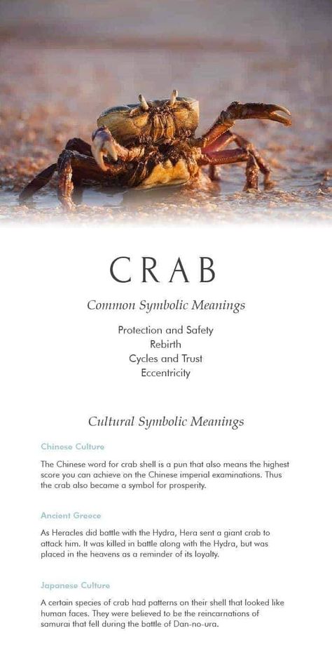 Crab Symbolism, Underwater People, Spirit Animal Meaning, Animal Meanings, Moon Card, Spirit Animal Totem, Totem Animals, Dream Meaning, Spiritual Animal