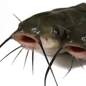 How to Gut a Catfish - And Skin It At the Same Time Catfish Fish, Catfish Fishing, Shark Fishing, Silly Animals, Marine Animals, Ocean Themes, Wholesome Memes, Catfish, Sea Animals