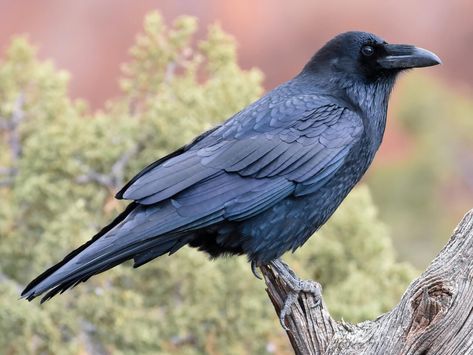 Raven Totem, Common Raven, American Crow, Crows Ravens, The Raven, All Birds, Bird Species, North Africa, Top Photo