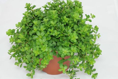 Peperomia deppeana Option for Hub Meeting Room / depending on availability Cat Safe Plants, Peperomia Plant, Household Plants, Trailing Plants, Plant Identification, Cactus Y Suculentas, Kitchen Garden, Bonsai Tree, Mulch