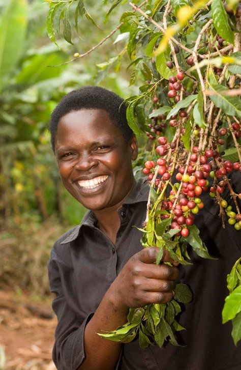 Fairtrade Fortnight, Coffee Farming, Coffee Video, Uganda Africa, Coffee Study, Coffee Origin, Brazilian Coffee, Coffee Board, Coffee Tree