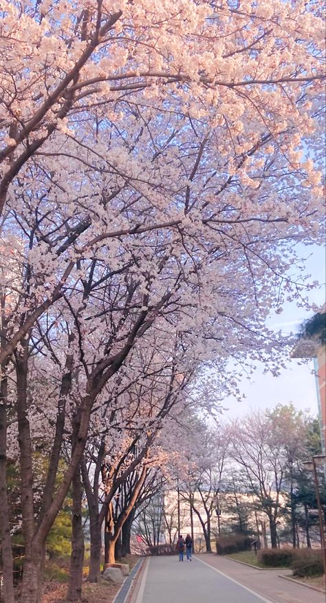 Spring In Korea, Beautiful Places Around The World, Cherry Blossom Wallpaper, Spring Portraits, Blossom Season, Cherry Blossom Season, Aesthetic Japan, Cherry Blossom Tree, Blossom Trees