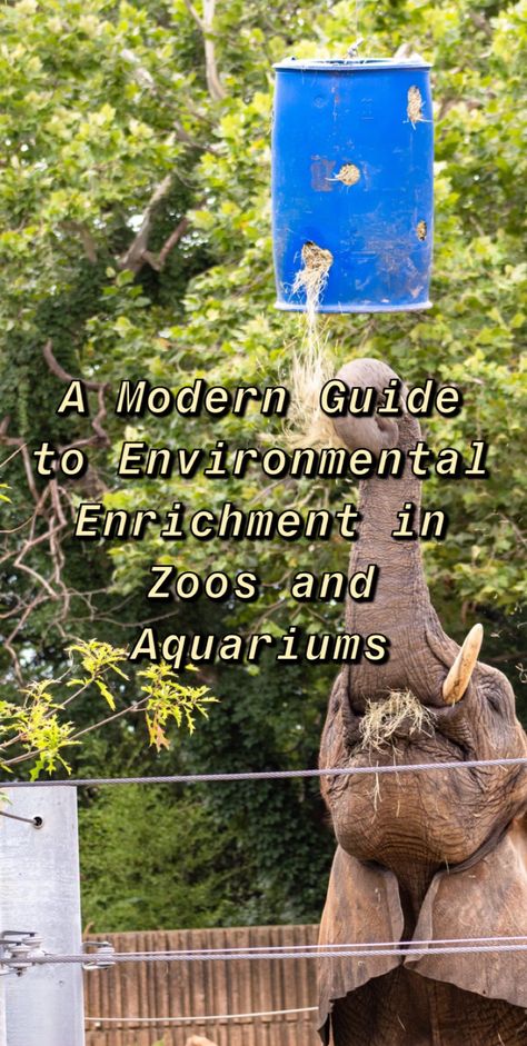 For this article, I have decided to go in-depth into what I think a great enrichment program for zoos and aquariums should look like. Giraffe Enrichment Ideas, Enrichment For Zoo Animals, Zoo Enrichment Ideas, Zoo Animal Enrichment, Animal Enrichment Ideas, Raptor Enrichment, Elephant Enrichment, Monkey Enrichment, Primate Enrichment