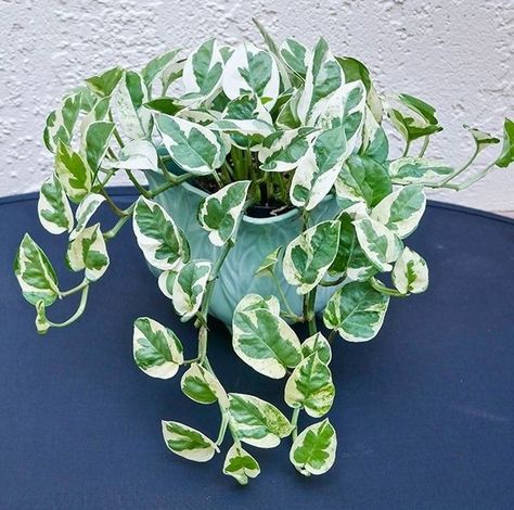 Satin Pothos Plant, Jade Pothos, Pothos Plant Care, Satin Pothos, Scindapsus Pictus, Spring Months, Plants For Hanging Baskets, Pothos Plant, Peat Moss