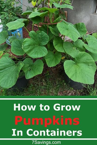 Easy step by step guide on Growing Pumpkins in Containers. If you have limited garden space, you can grow pumpkins in a container like a pot or a bag. #pumpkin #pumpkins #growingpumpkins #howtogrow #pumpkingrowing Growing Pumpkins In Containers, Pumpkins In Containers, How To Grow Pumpkins, Grow Pumpkins, Creative Planters, Garden Luxury, Planting Pumpkins, Bucket Gardening, Growing Pumpkins