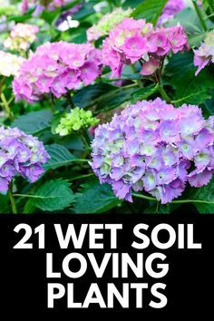 Rain Garden Landscape, Plants That Like Shade, Rain Garden Design, Wet Flowers, Bog Garden, Backyard Landscaping Ideas, Rain Garden, Garden Yard Ideas, Ideas Garden