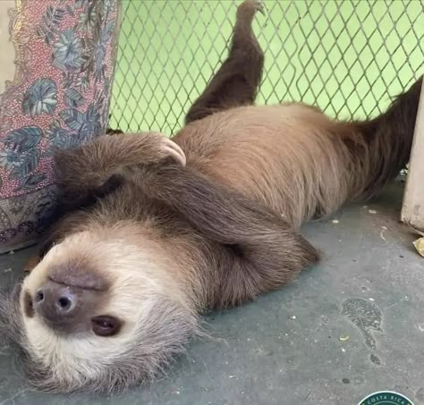 My Mood Right Now, Mood Right Now, My Mood, Cute Sloth, Sloth, Right Now, Follow Me, On Instagram, Instagram