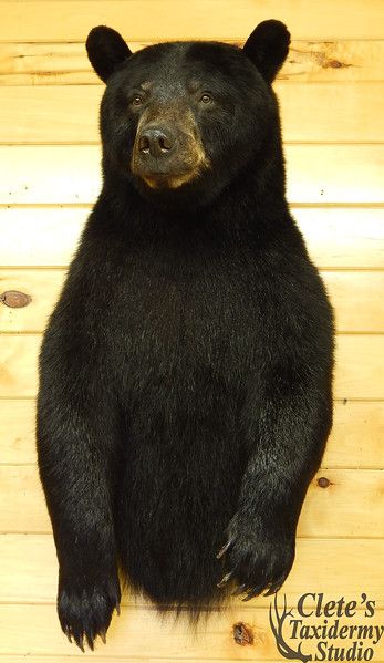 See more Full Body Bear Mounts, Black Bear Mounts, Taxidermy Bear, Hunting Mounts, Bear Taxidermy, California Halloween, Deer Mount Decor, Deer Mount Ideas, Hunting Man Cave