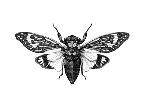 Cicada Drawing, Cicada Tattoo, Cicada Art, Beetle Drawing, Insect Tattoo, Bug Tattoo, Bug Art, Bee Tattoo, Tattoo Illustration