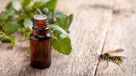 Does Peppermint Oil Repel Wasps? (Here's the Truth) Repel Squirrels, Deter Mice, Bee Repellent, Getting Rid Of Bees, Wasp Spray, Wasp Repellent, Types Of Bees, Peppermint Plants, Citronella Essential Oil