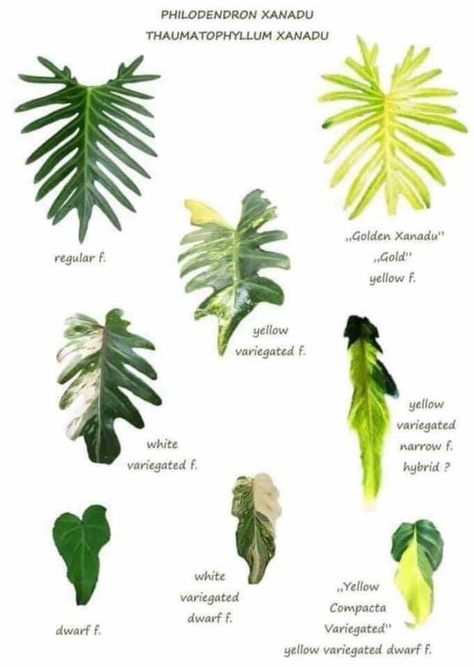 Plant Leaf Identification, Philodendron Xanadu, Leaf Identification, Plant Sketches, Philodendron Plant, Variegated Plants, Plant Identification, Foliage Plants, Plant Collection