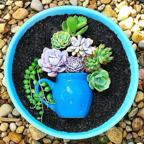 Small Succulent Arrangements, Creativity Challenge, Succulent Garden Landscape, Cactus Arrangement, Challenge Instagram, Succulent Landscape Design, Succulent Garden Design, Succulent Landscaping, Succulent Garden Diy