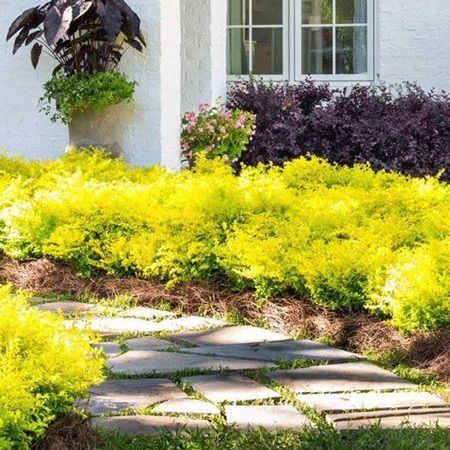 Easy-to-Care-for Outdoor Plants That Will Add Color to Your Yard | Hardy and easy to care for, this evergreen shrub sports golden foliage year round and can flourish in some serious heat. Learn more about this drought tolerant plant by clicking here. #gardening #gardenideas #realsimple #flowergarden #growingflowers Yellow Shrubs, Sunshine Ligustrum, Southern Living Plant Collection, Southern Living Plants, Florida Landscaping, Fast Growing Trees, Garden Shrubs, Rose Trees, Drought Tolerant Plants