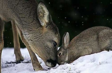 I love the different interspecies friendships :) Unlikely Animal Friends, Unusual Animal Friendships, Bambi And Thumper, Unlikely Friends, Animals Friendship, Unusual Animals, Dogs Of The World, Sweet Animals, Animal Photo