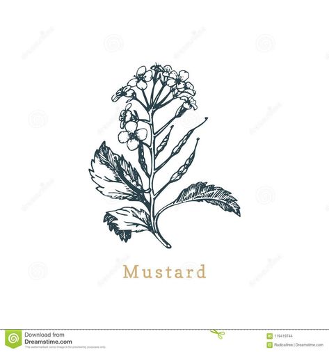 Mustard Plant Illustration, Mustard Flower Drawing, Mustard Seed Flower Drawing, Mustard Seed Plant Drawing, Mustard Seed Illustration, Biblical Plant Tattoos, Mustard Plant Drawing, Mustard Tree Tattoo, Mustard Seed Plant Tattoo