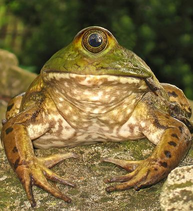 Cyclops Frog A Frog, Frogs, Animals