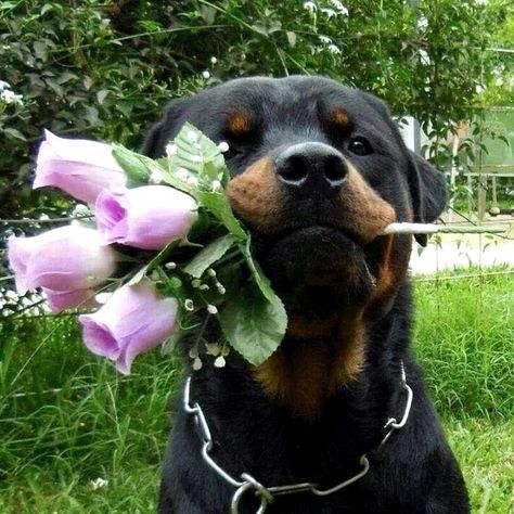 A Rottweiler’s heart is as big as their size, overflowing with love for their family. Rottweiler Dog Puppy, Cute Rottweiler, Husky Voice, Rottweiler Love, Cute Animals Puppies, Very Cute Dogs, Rottweiler Puppies, Rottweiler Dog, Pretty Dogs