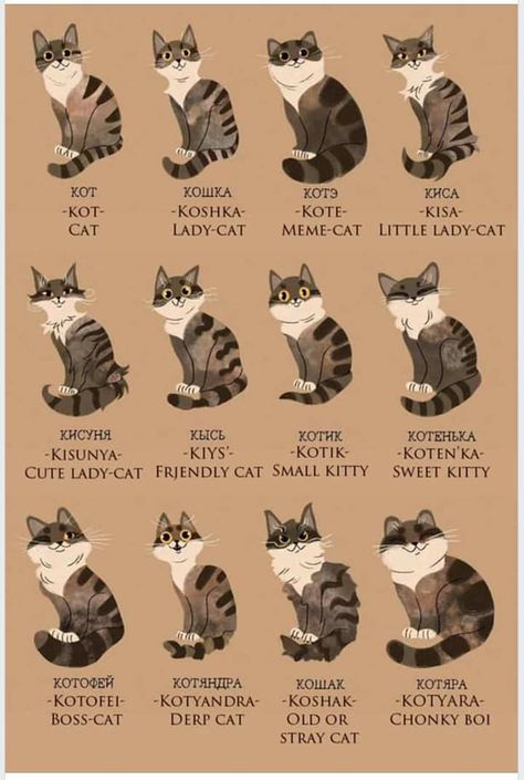 Russian Cat, Russian Language Learning, Learn Russian, Russian Language, Cat Names, Cat Owners, Cute Funny Animals, Cat Memes, Cat Art