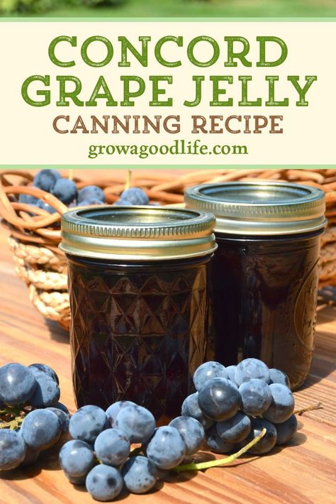 Grape Preserves, Concord Grape Recipes, Canning Tutorial, Grape Jam Recipe, Homemade Grape Jelly, Healthy Canning, Concord Grape Jelly, Paleo Condiments, Concord Grapes