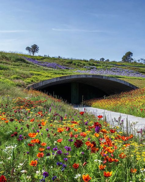 wildflower visitor center #imagine #midjourneyarchitect #midjourney #artificialintelligence #artificialarchitecture #artificialsketchbook #stablediffision #dalle #aidesign #aiarchitect #architecture #design #generativedesign #wildflower #nature #flowers #landscape Flower Building Architecture, Nature Growing On Buildings, Nature Center Architecture, Biodiversity Landscape Architecture, Spring Architecture, Organic Building, Floral Meadow Installation, Earth Sheltered Homes, Green Facade