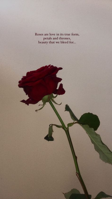 Roses With Notes Attached, Red Rose Quotes Love, Roses Aesthetic Quotes, Quotes About Flowers And Love Romantic, Caption For Rose Pictures, Roses Quotes Aesthetic, Roses With Quotes, Aesthetic Rose Captions, Prettiest Wallpapers