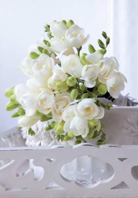 Front Garden Entrance, Freesia Bouquet, Freesia Flowers, White Flower Arrangements, Flower Cottage, Plant Fungus, Beautiful Flower Arrangements, Different Flowers, Look Here