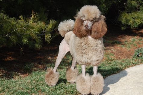 Cafe au Lait - often confused with Sliver Beige but has liver points and dark amber eyes.  I'm not even sure this poodle IS Cafe au Lait. Dark Amber Eyes, Poodle Miniature, Poodle Toy, Poodle Puppy Standard, Poodle Cuts, Poodle Grooming, Amber Eyes, Dog Exercise, Miniature Poodle