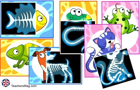 Animal X-Rays Printable Matching Activity   This printable matching activity allows your children to practice being veterinarians as they put the correct x-ray with the animal it goes with! Veterinarian Art For Preschool, Veterinarian Preschool, Vet Theme Preschool Activities, Pets And Vets Crafts, Vet Activities For Preschool, Veterinarian Preschool Activities, Vet Math Activities For Preschool, Preschool Veterinarian Theme, Animal X Rays Printable