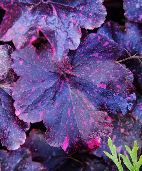 Heuchera varieties: 15 coral bells for foliage and flowers | Tiefling Rouge, Garden Greenhouse Ideas, Dnd Tiefling, Purple Flowering Plants, Coral Bells Heuchera, Purple Foliage, Plant Inspiration, Purple Leaves, Purple Plants