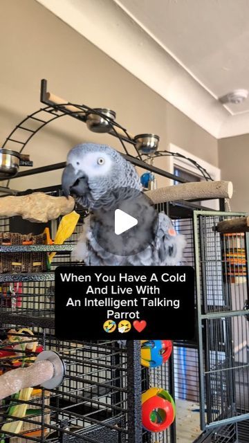 Birds Funny, Talking Parrots, Funny Talking, Funny Parrots, July 3, The Funny, Animals Pets, Funny Cute, Cosmos