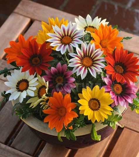 50 Seeds w/Instructions Open-faced large blooms worship the sun in their daily salutations. Shades of bronze, orange, yellow, mauve, white and sepi Chrysanthemum Seeds, Chrysanthemum Plant, Bonsai Flower, Home Garden Plants, Garden Borders, Garden Theme, Ground Cover, Drought Tolerant, Planting Seeds