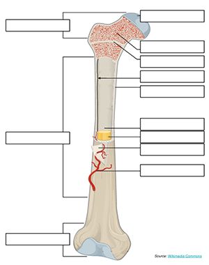 Label a Long Bone, remote learning version with drag and drop labels Bone Physiology, Long Bone Anatomy, Human Skeleton Anatomy, Human Body Projects, Anatomy Bones, Basic Anatomy And Physiology, Nurse Study Notes, Medical School Inspiration, Biology Lessons