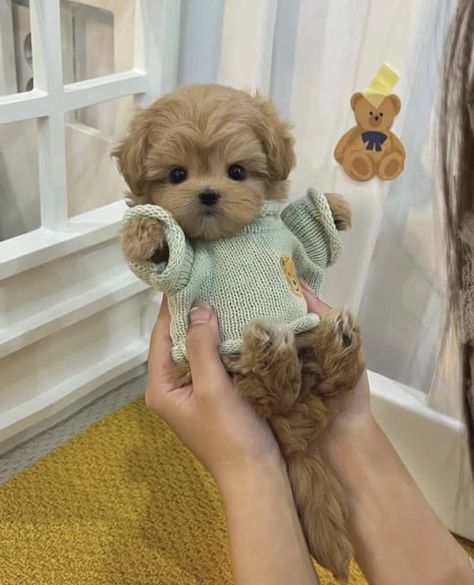 Tiny Fluffy Puppies, Mini Toy Poodle, Tiny Toy Poodle, Puppy Teacup, Cute Fluffy Puppies, Biewer Yorkie, Puppies Cutest, Dogs Tattoo, Tattoo Animals