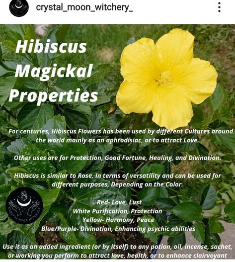 Flower Magical Properties, Plant Knowledge, Magickal Correspondences, Plant Witch, Magic Healing, Plants Outside, Flower Magic, Magickal Herbs, Medicinal Herbs Garden