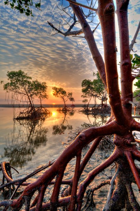 Red Mangrove Sunrise, Queensland Red Mangrove, Sunrise Tattoo, Mangrove Swamp, Florida Life, Aquascape Aquarium, Mangrove Forest, Salt Air, Wallpapers Images, Art Competitions