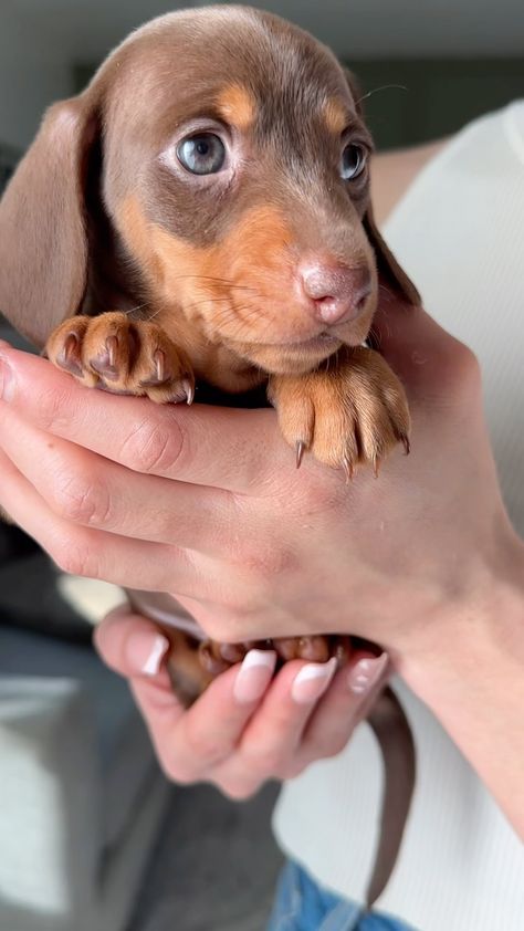 Miniature Dachshunds (@lilsausageco) • Instagram photos and videos Mini Dachshund Short Haired, Duchound Dogs, Mini Dachshund Full Grown, Miniature Daschund, Mini Daschund, Puppies Dachshund, Miniature Dachshund Puppies, Daschund Puppies, Dog Snapchats