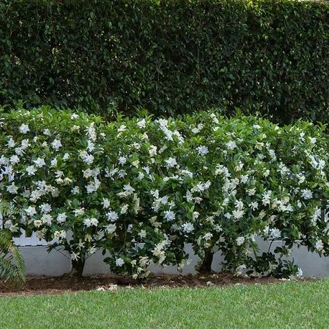 August Beauty Gardenia, Gardenia Shrub, Flower Hedge, Growing Hibiscus, Shade Loving Shrubs, Gardenia Plant, Patio Fruit Trees, Hedge Plants, Emerald Green Arborvitae