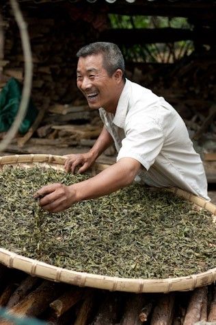 Tea Processing, Tea Farm, Darjeeling Tea, Pu Erh, Negative Attitude, Tea Plant, Tea Estate, Pu Erh Tea, Tea Culture