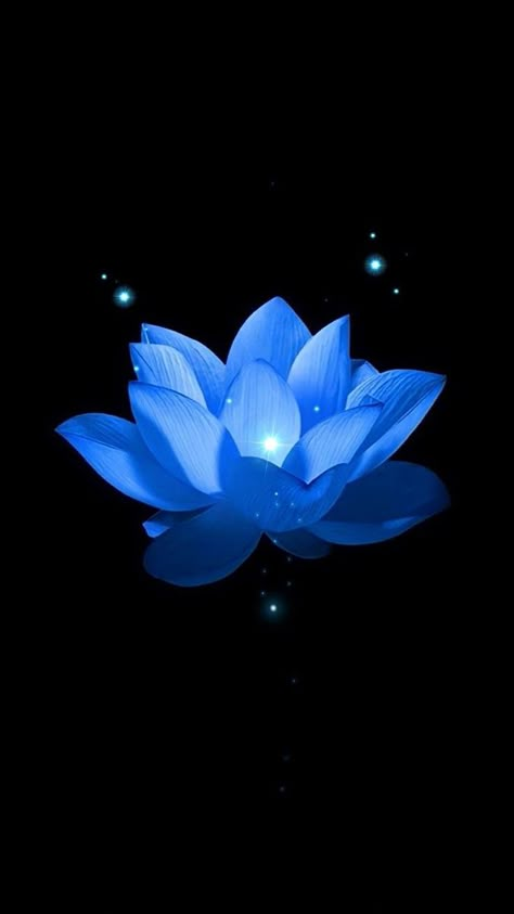 Black Flowers Wallpaper, Lotus Flower Wallpaper, Lotus Wallpaper, Black And Blue Wallpaper, Dark Blue Aesthetic, Flowers Black Background, Dark Blue Flowers, Blue Aesthetic Dark, Blue Flower Wallpaper