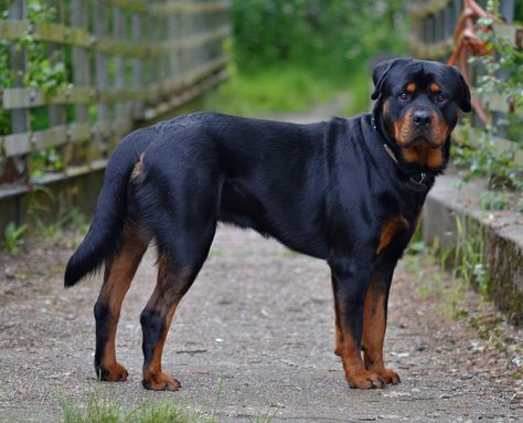 Rotties, as they are known to their fans, can be sweet and playful with their families, and are very protective of them. Tax Quote, Best Guard Dog Breeds, Rottweiler Dog Breed, Welsh Corgi Pembroke, German Dog Breeds, Guard Dog Breeds, Smartest Dog Breeds, Best Guard Dogs, Rottweiler Lovers